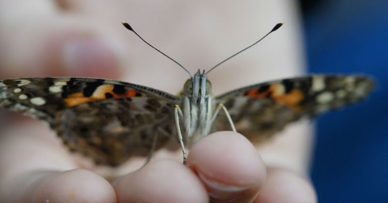 Preschool Butterfly Songs | Preschool Powol Packets