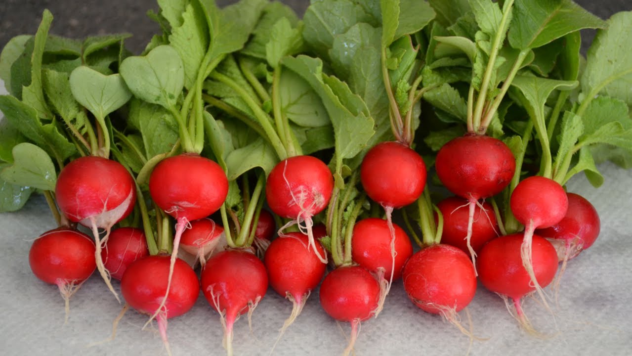 Лучший редис. Ранние сорта редиса для подмосковья для открытого грунта. Редис чери эт ф 1. Редис вега. Редис дунганский.