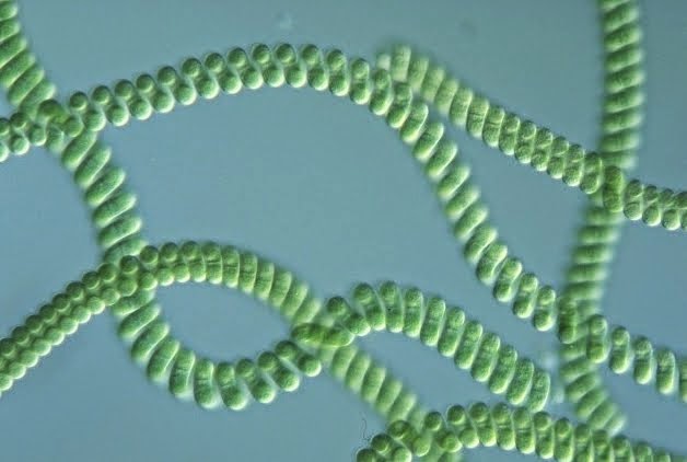 spirulina spiral shape