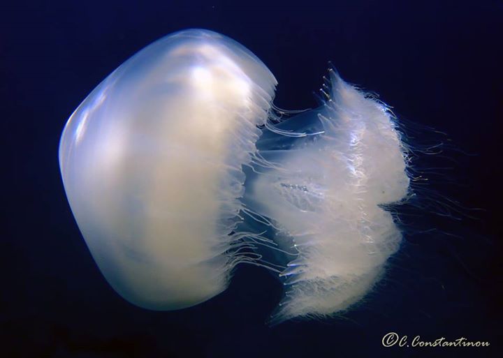 Biodiversity of Cyprus by NGO Protection of the Natural Heritage and