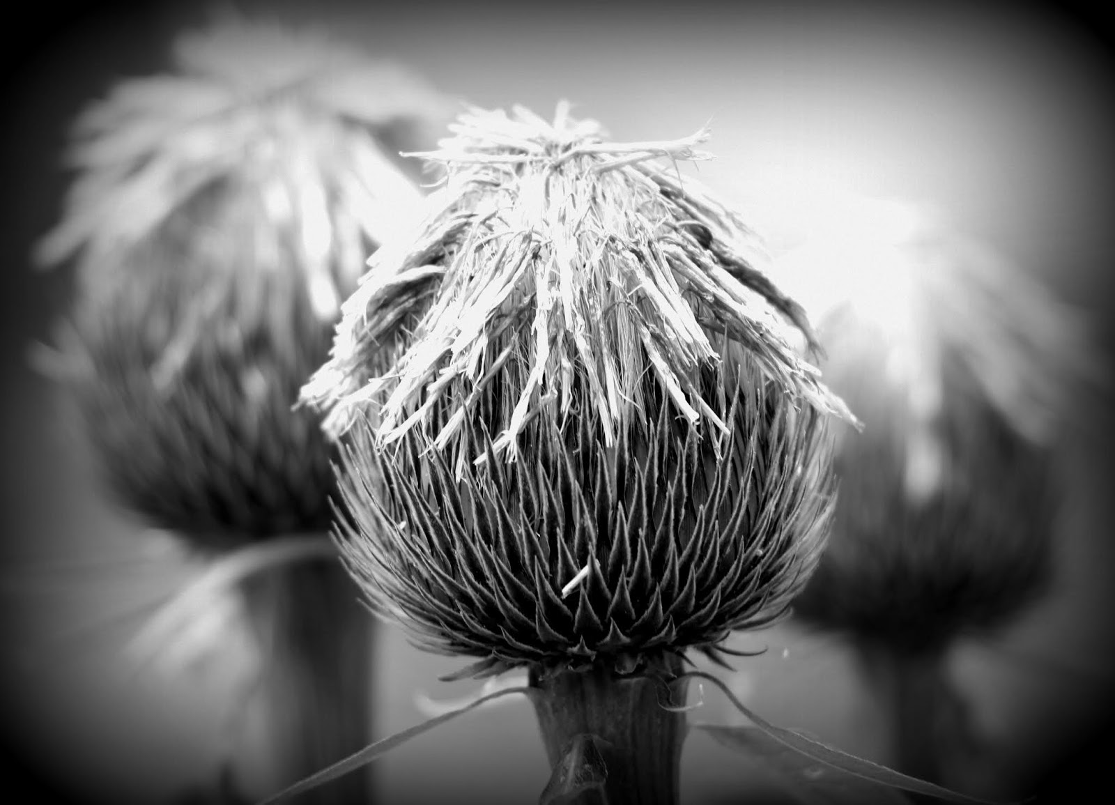 Das C Ist Gelb Und Schmeckt Nach Kiwi Schirn Mag