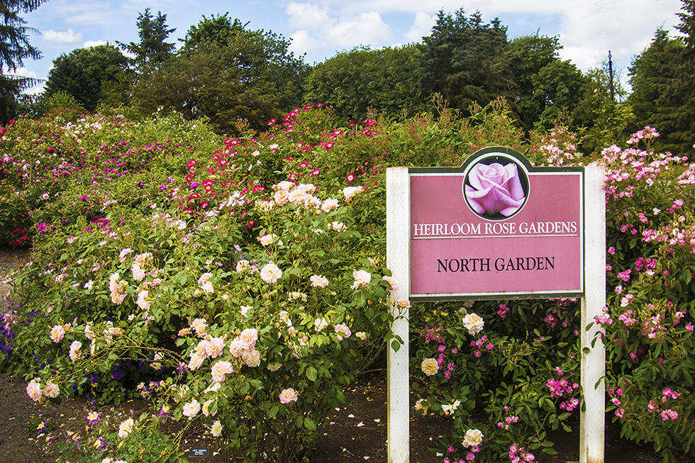 Photographing Oregon Heirloom Rose Garden