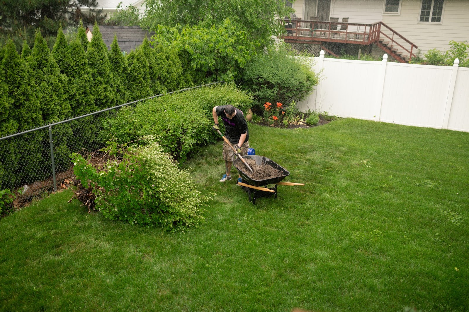 Debbie Angel S Garden Ilex Crenata Sky Pencil