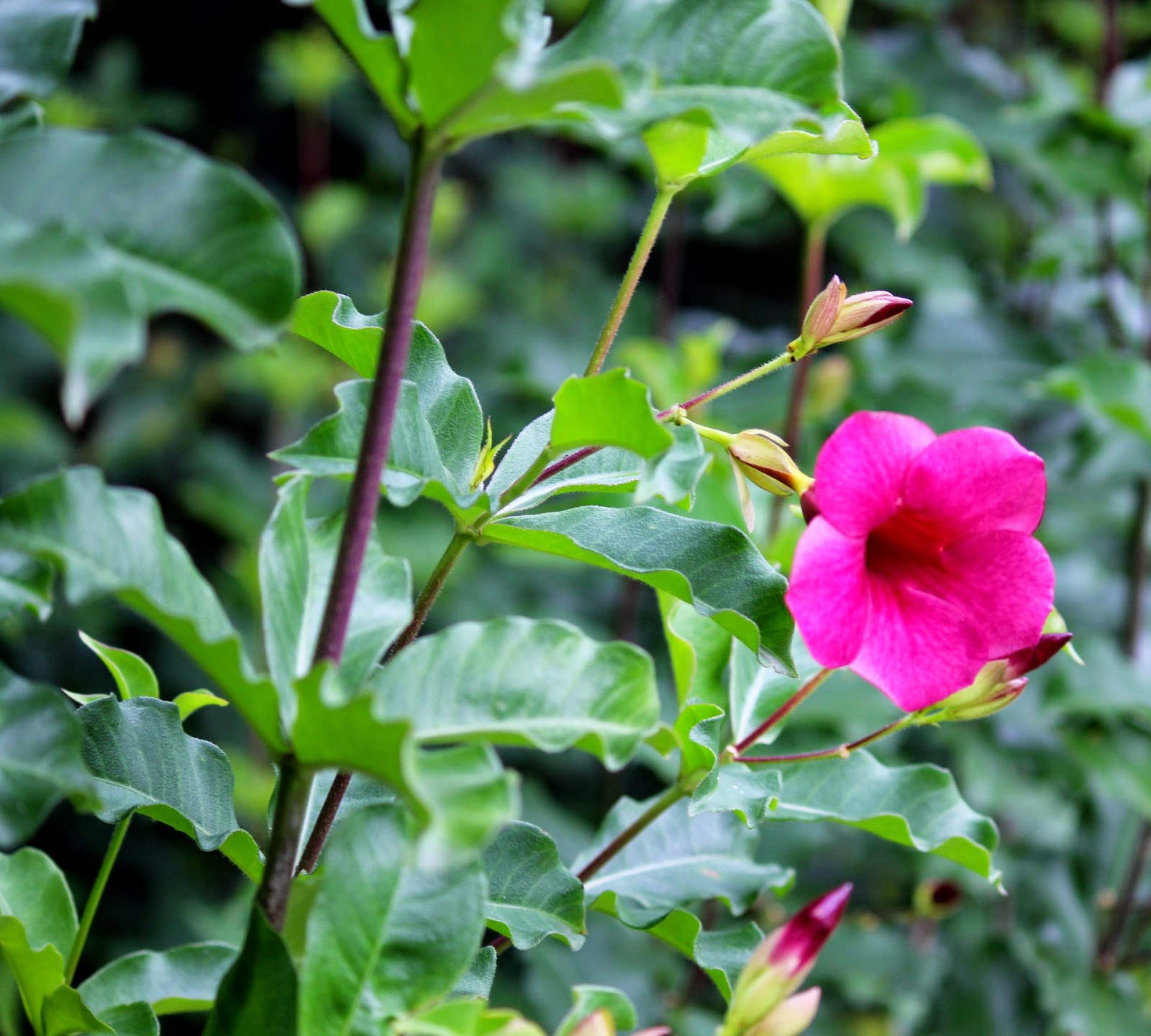 Uma flor por dia: Alamanda-vermelha, alamanda-rosa