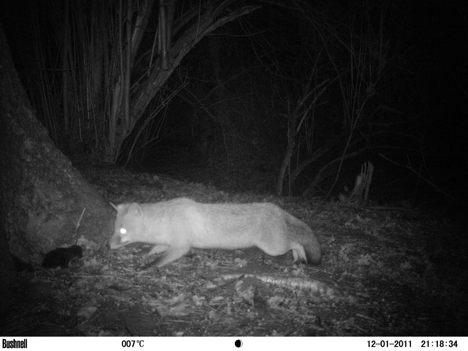 bigcatdetective: The (dead)squirrel,the stoat,then a fox