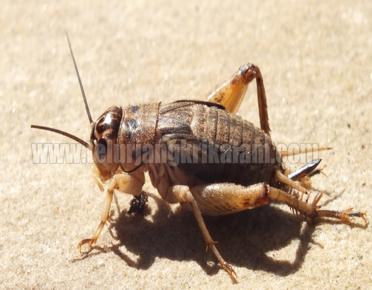 Mana Yang Bagus Jangkrik Alam Atau Jangkrik Kalung Untuk Burung
