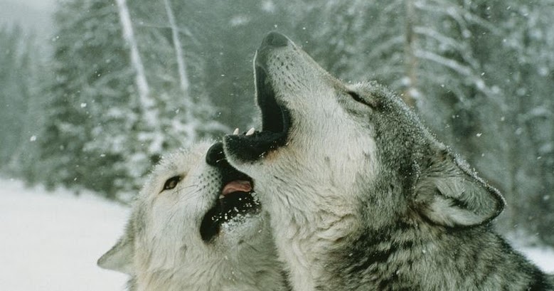 jamie and the wolf jamie and the wolf