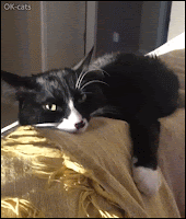 Crazy Cat GIF • Funny black white Cat high on catnip chilling on couch and chirping hard haha