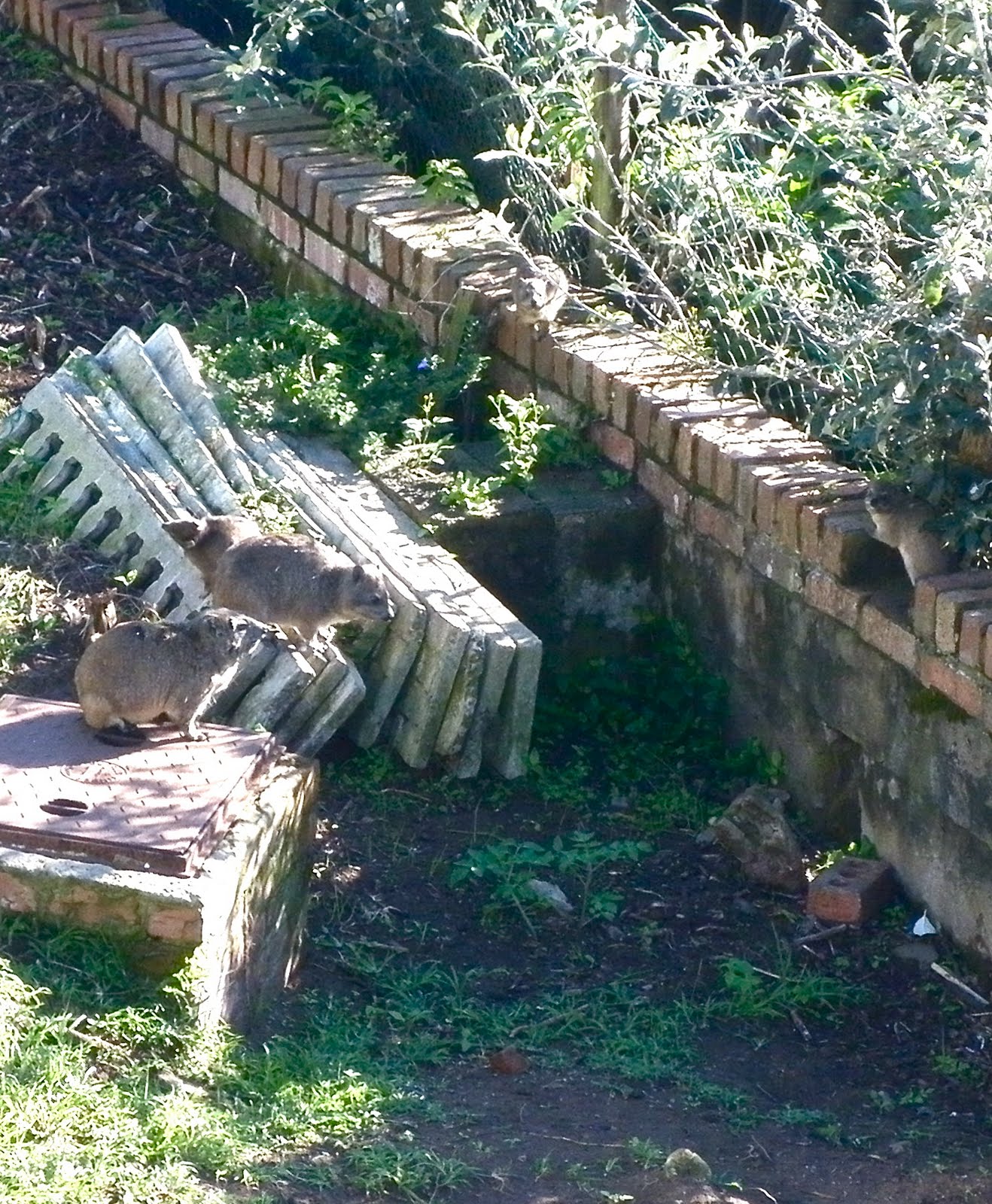 Dancing shoes with nimble soles...