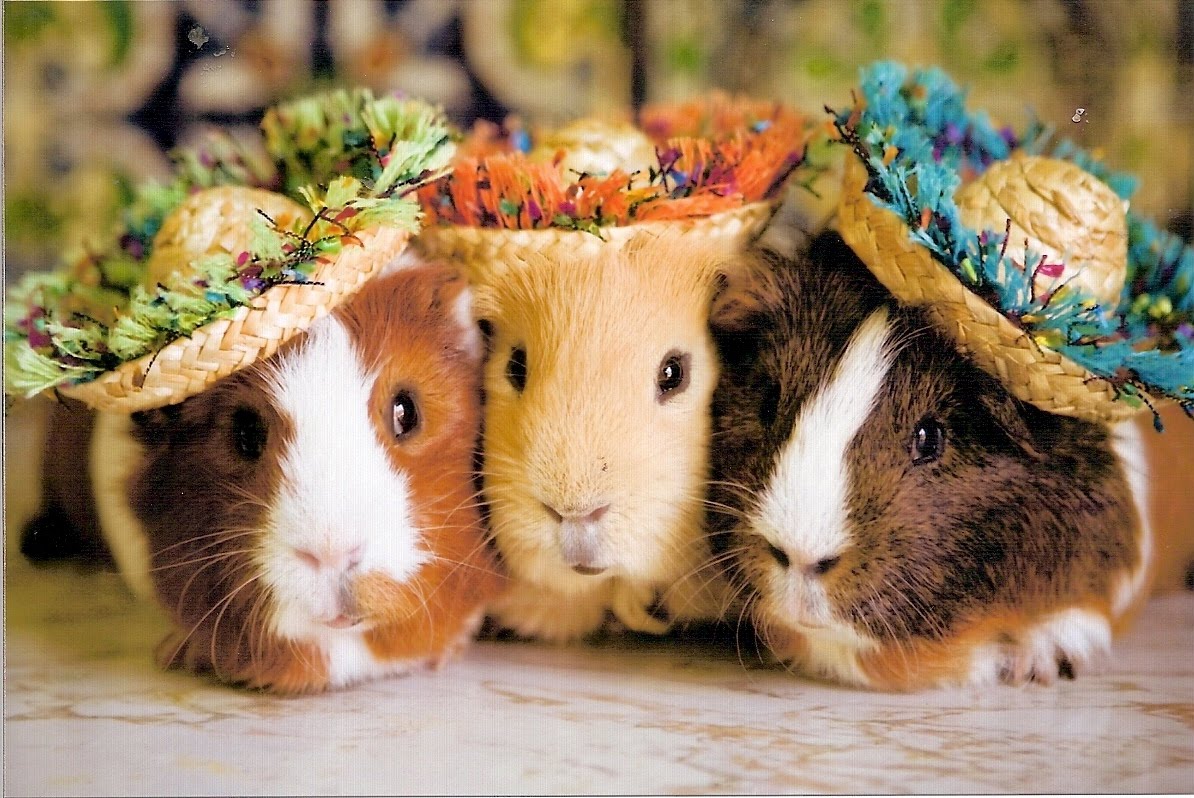 guinea_pig_wallpapers.jpg