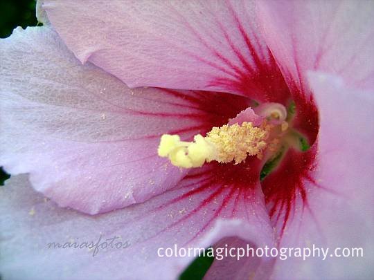 Pink Rose of Sharon-macro photography