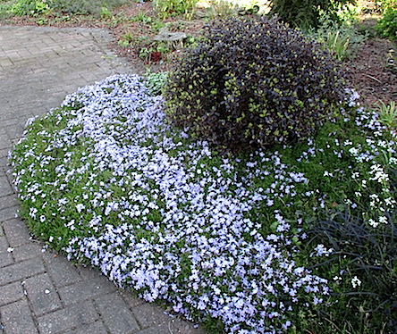 Phlox subulata and pittosporum