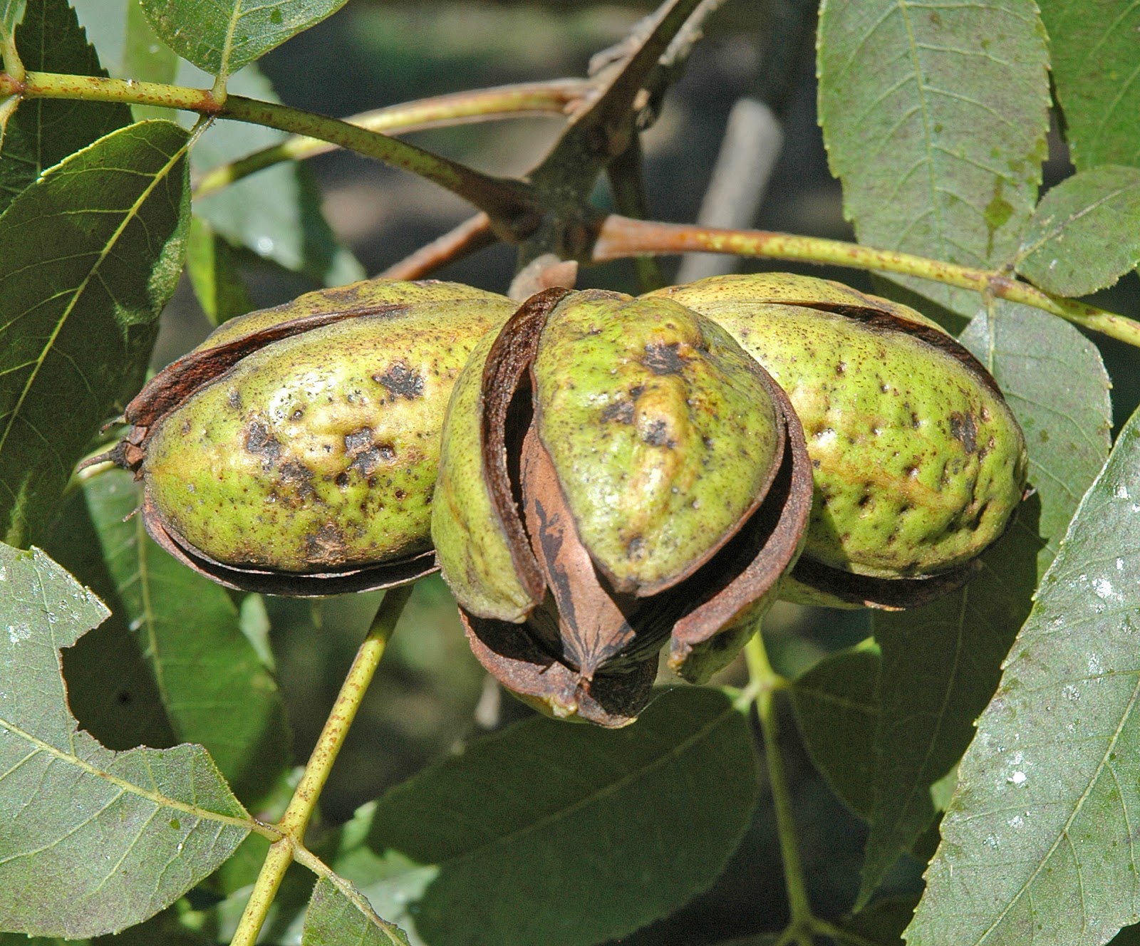 Northern Pecans Early ripening pecan cultivars splitting their shucks