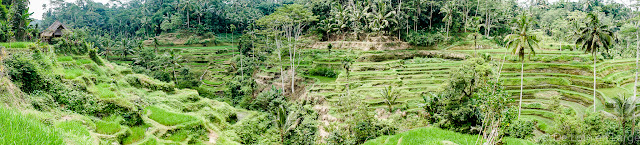 Ceking - Tegallalang - Ubud - Bali