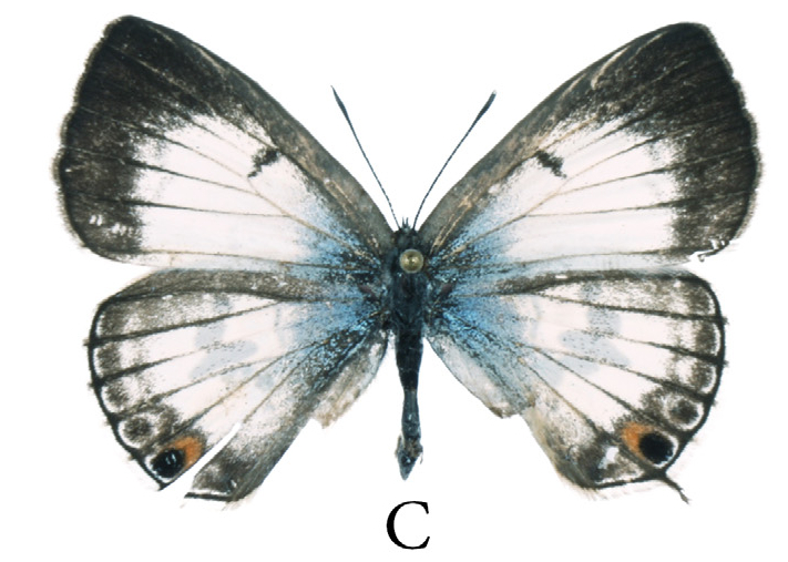 Sciency Thoughts Lepidochrysops liberti & Ceratrichia fako Two new