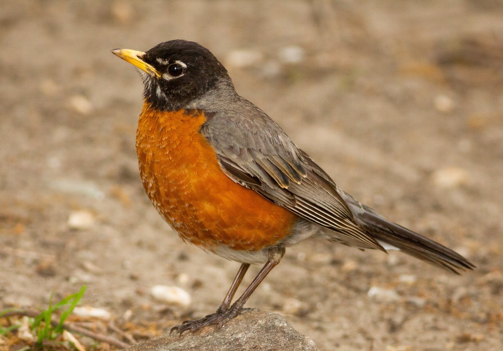 Pixie Birding November 2015