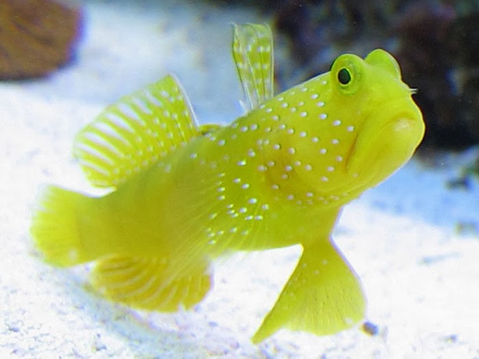 Yellow Prawn Goby Fishes World HD Images & Free Photos