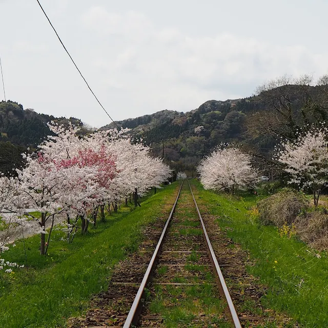 いすみ鉄道　桜