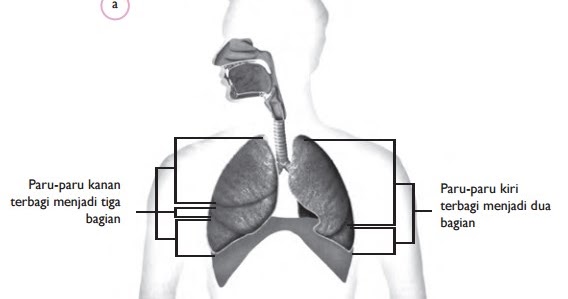 Contoh Soal Sistem Pernapasan Pada Manusia Kelas 8