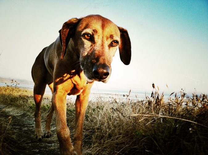 Rhodesian Ridgeback Stella walks the bluffs in the evening light. Notes from the Pack - The Story of Dog.