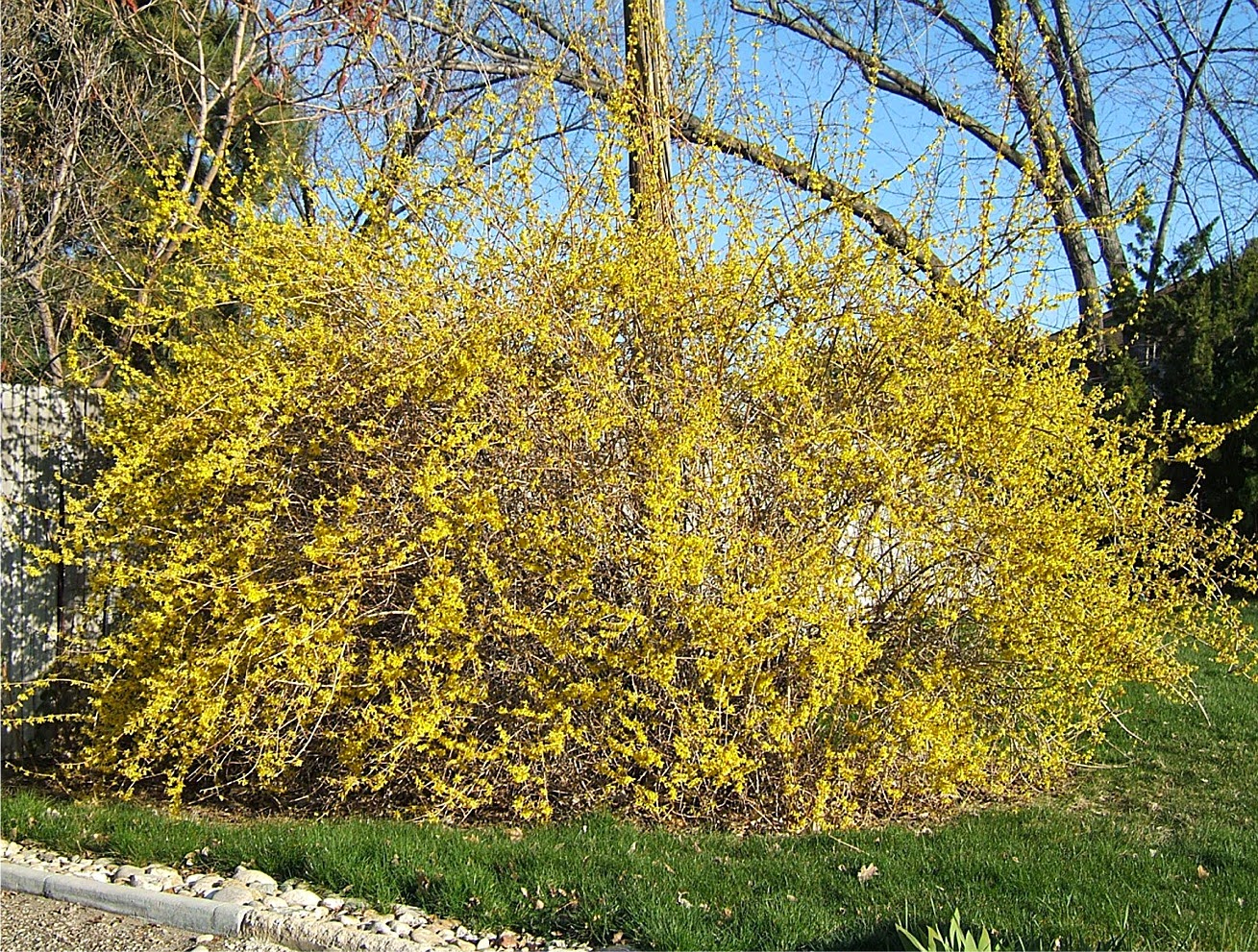 (Free) Forsythia Bush Leaves Unique Some