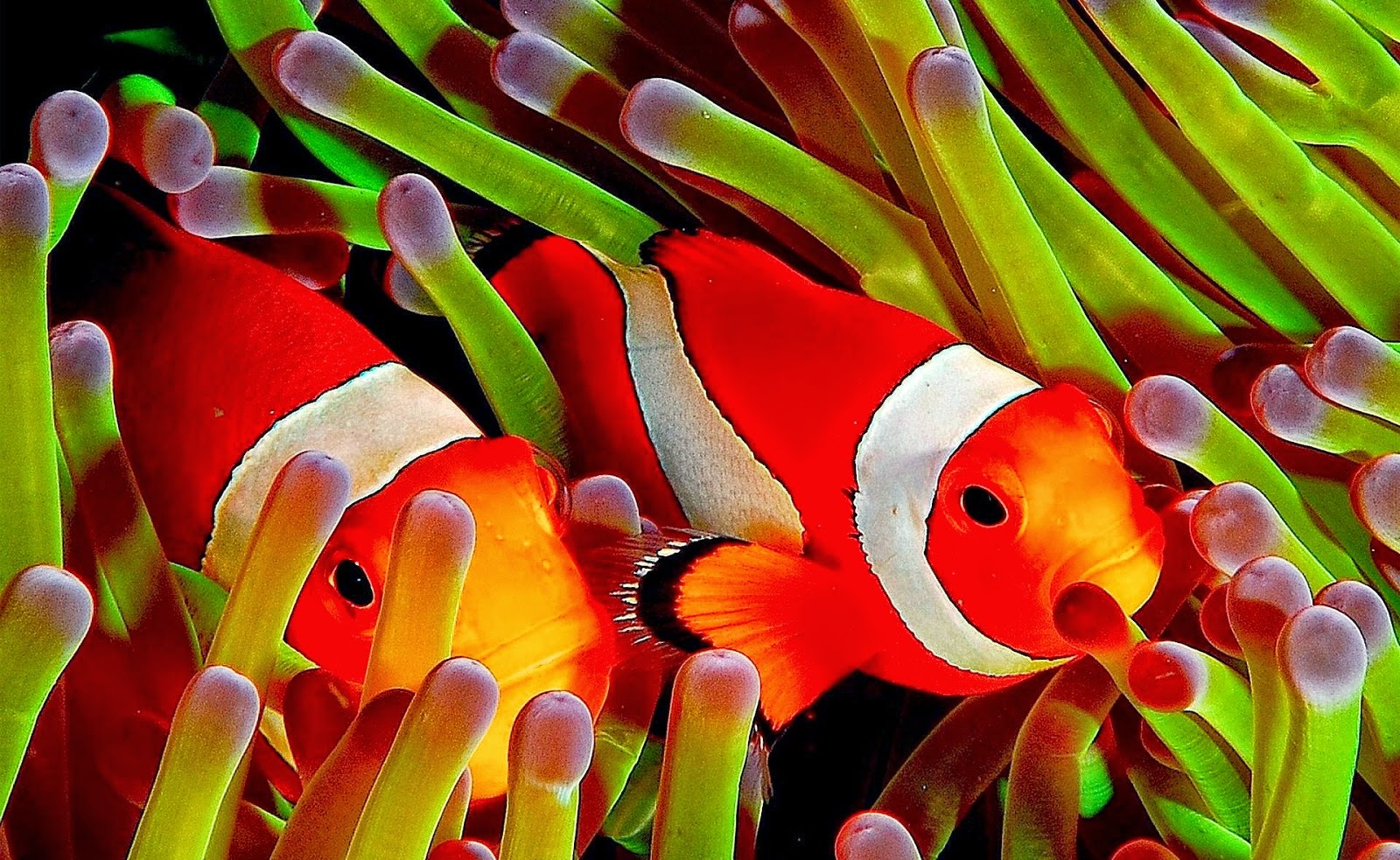CLOWN FISH photos - wallpapers (ανανεωμένο) | the fun bank