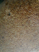 millet kang seeds ahmedabad