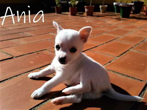 canción referir ecuación Ania, cachorra mestiza Pomerania con Chihuahua en adopción