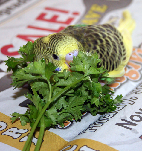 Photo inspiration: Budgie Parakeet Food And Feeding Recommendations Photo Inspiration