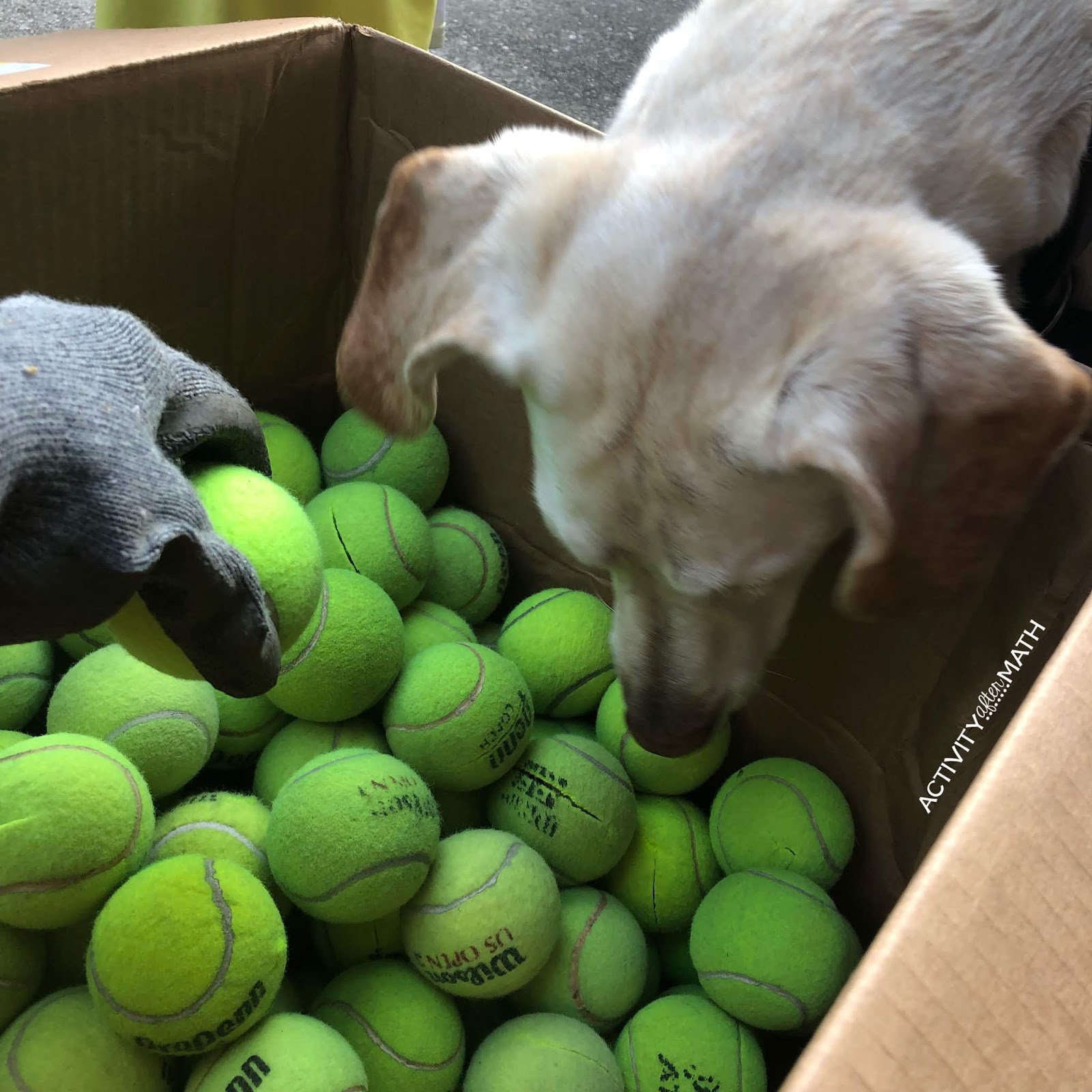 Activity After Math with Hayley Cain How To Put Tennis Balls on your