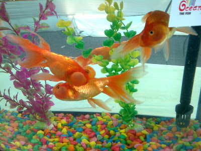 goldfish varieties tropical aquarium fishes