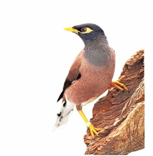 myna bird indian florez nursery march