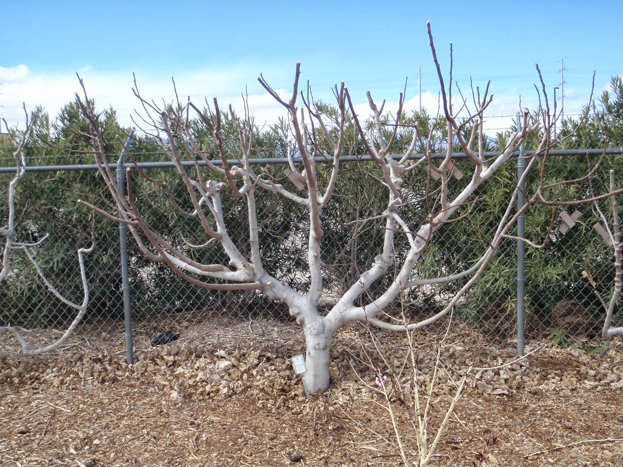 Xtremehorticulture of the Desert Be Careful How Close You Plant Figs