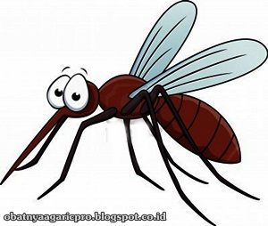 Obat Malaria Obat Malaria