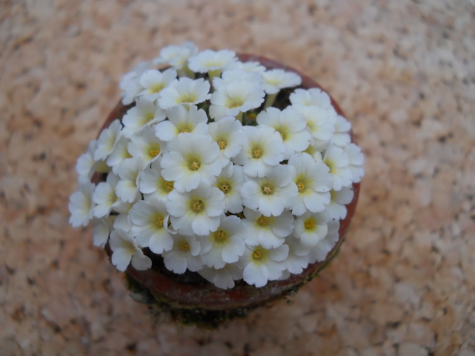 Alpine Pflanzen 2016/02/09 Dionysia Naturformen und Hybriden