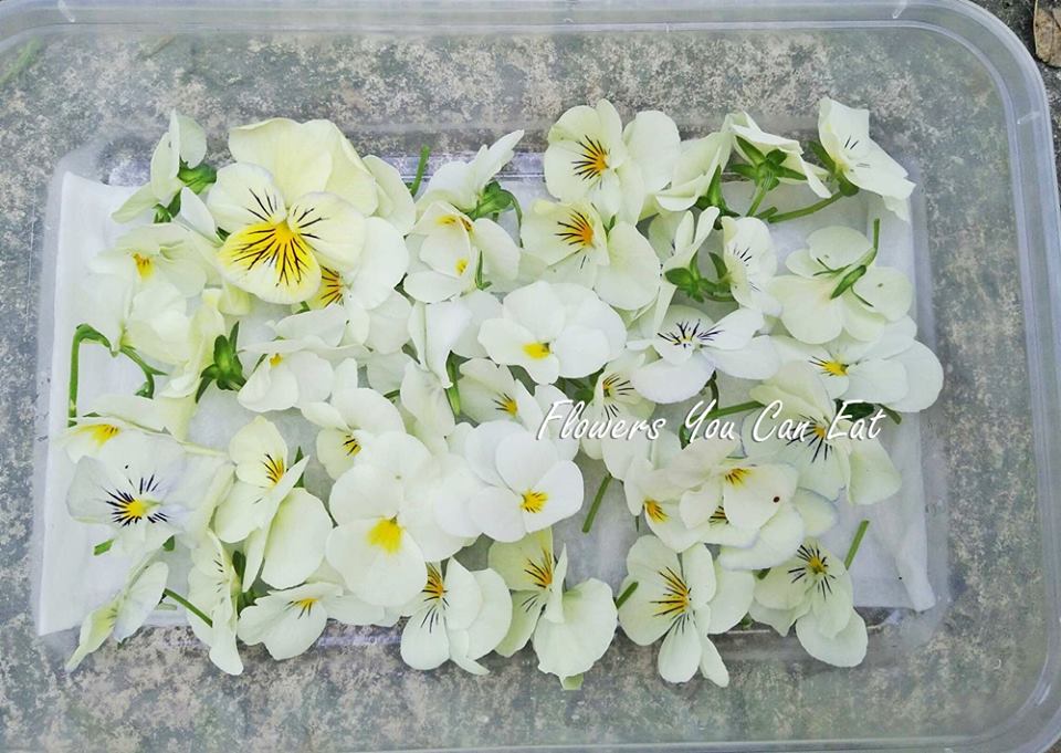 Flowers You Can Eat ดอกไม้กินได้ Edible Flowers by Flowers You Can Eat