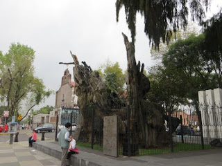 Enchufados con la Historia: El Ahuehuete en el que lloró Hernán Cortés