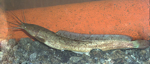 Clarias brachysoma Walking catfish Magura FRESHWATER FISHES OF