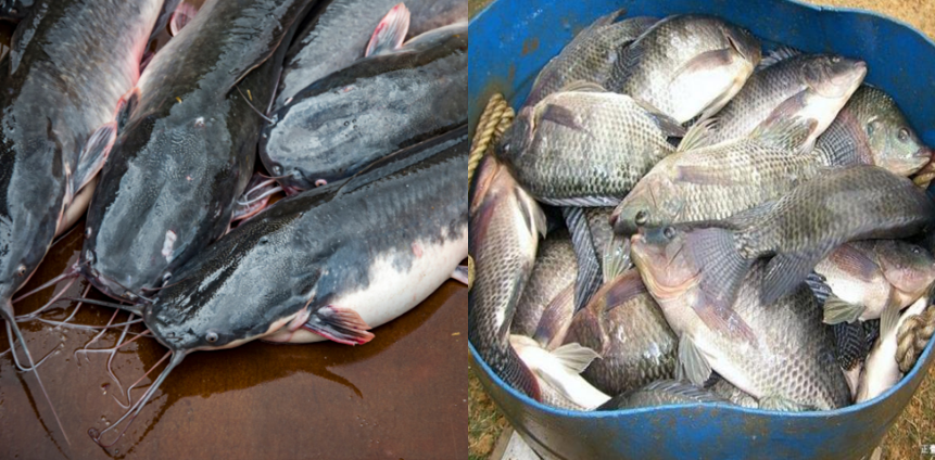 Ini 5 Jenis Ikan Bila Dimakan Malah Membuat Tidak Sehat. Nomor 4