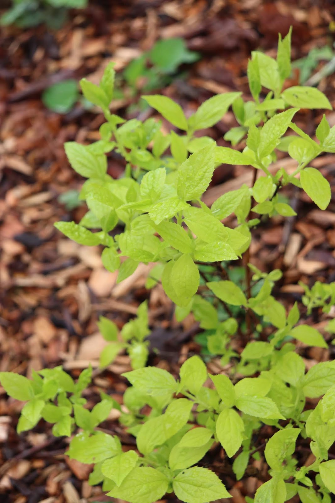 Nc Plant Conservation Beyond The Evil Disappears Along With