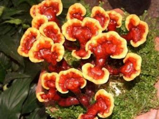 jamur lingzhi, Ling Zhi, jamur reishi, jamu ling zhi, rebusan lingzhi