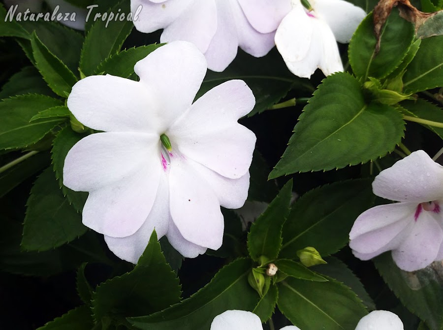 Las Madamas necesitan riegos frecuentes porque sus hojas transpiran con rapidez. Género Impatiens