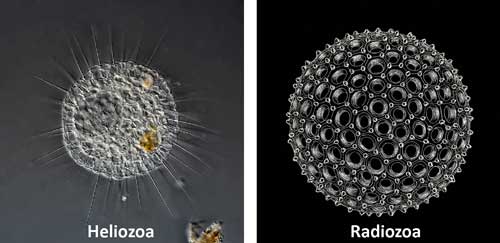 heliozoa dan radiozoa contoh species actinodopoda Filum Protozoa (Protista Mirip Hewan)