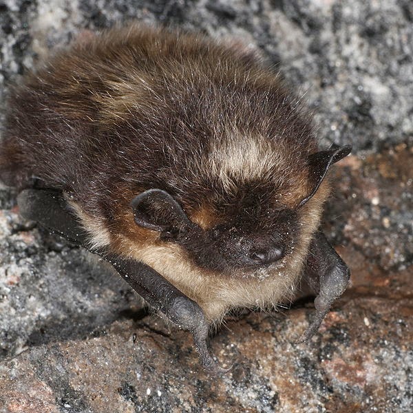 Northern Bat
