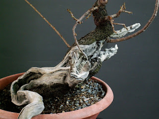 Bonsai Yamadori Prunus mahaleb