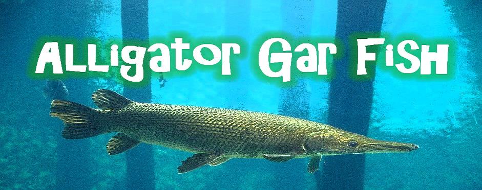 Alligator Gar Fish - Alligator Gar Information Site