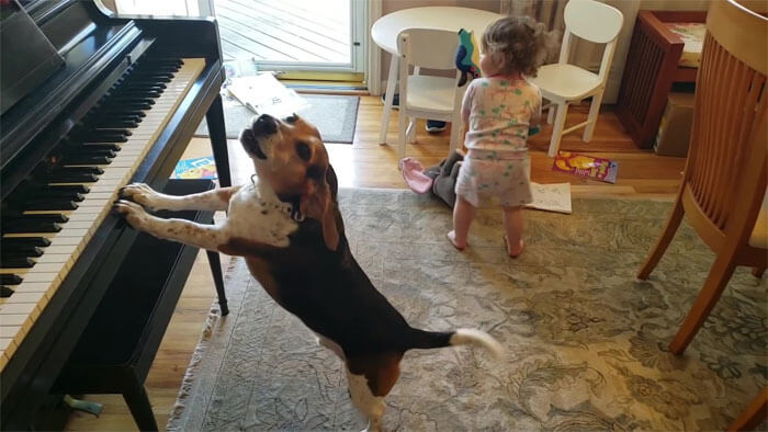 Dad Captured A Video Of His Daughter Dancing To Their Dog Playing The Piano