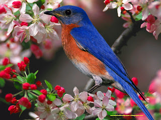 Beautiful Blue Bird Wallpaper Hd Free Download For Android