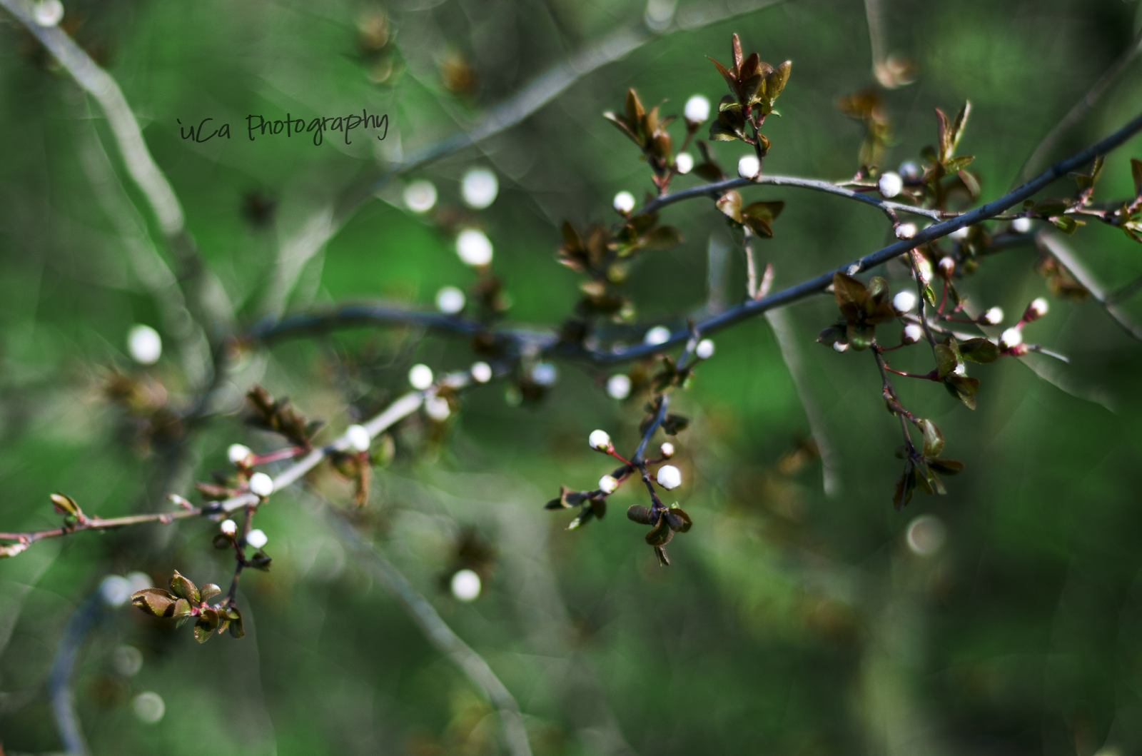 blooming trees