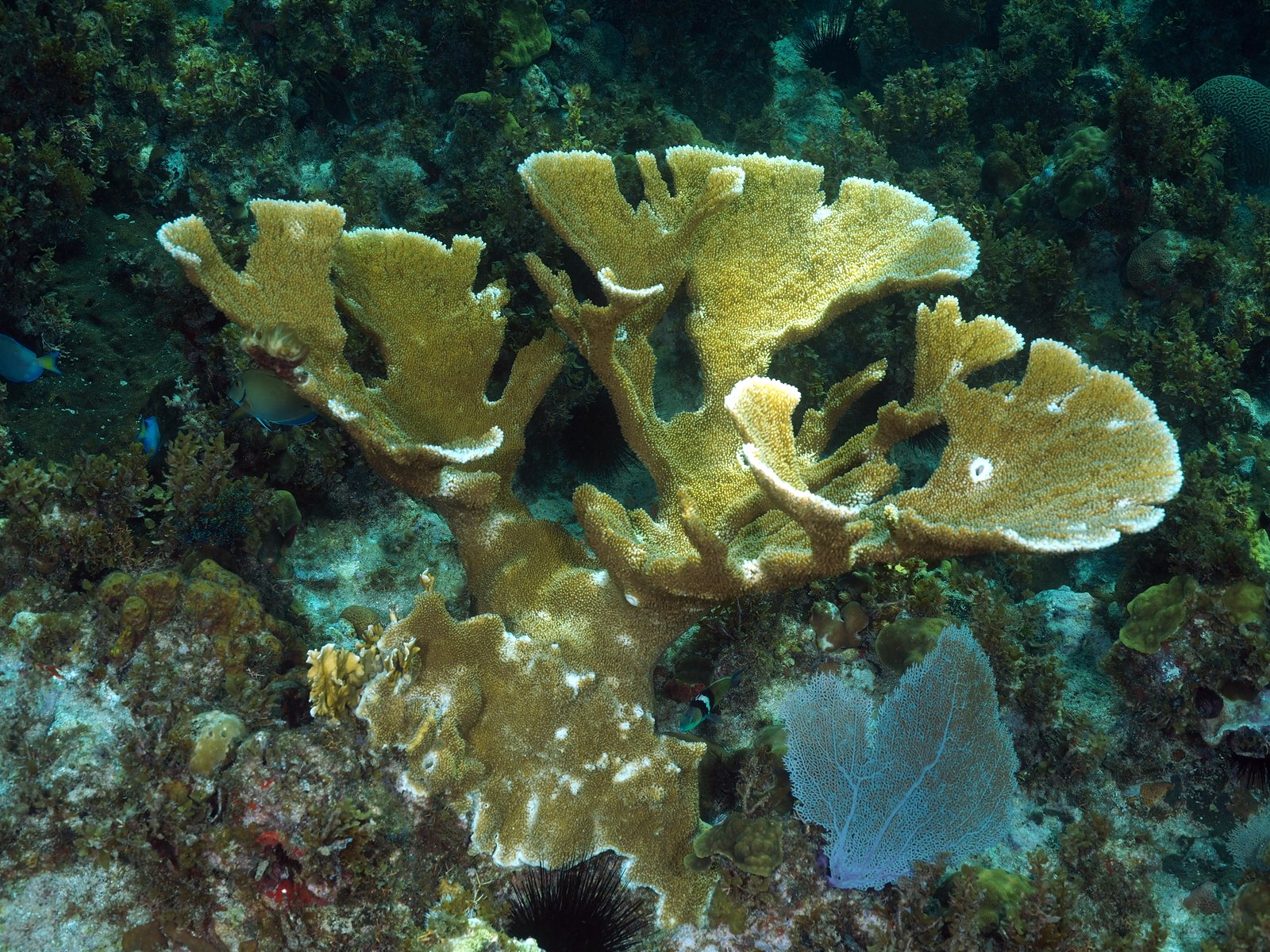 Photo Gilles Bourbonnais Best of Jamaica... Ya man... Respect